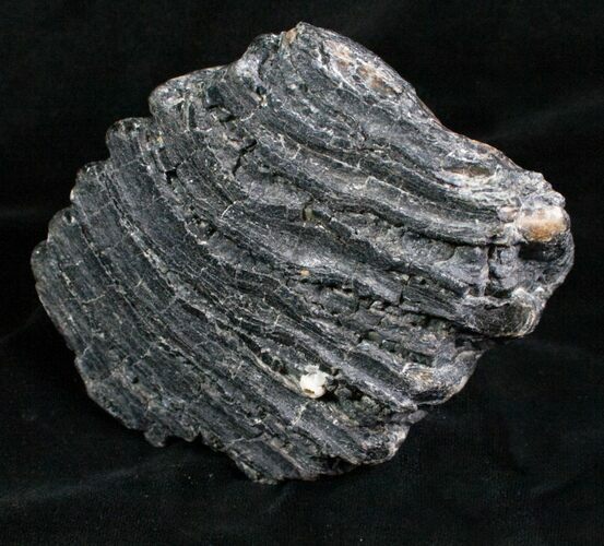 Partial Columbian Mammoth Molar - Venice, Florida #5794